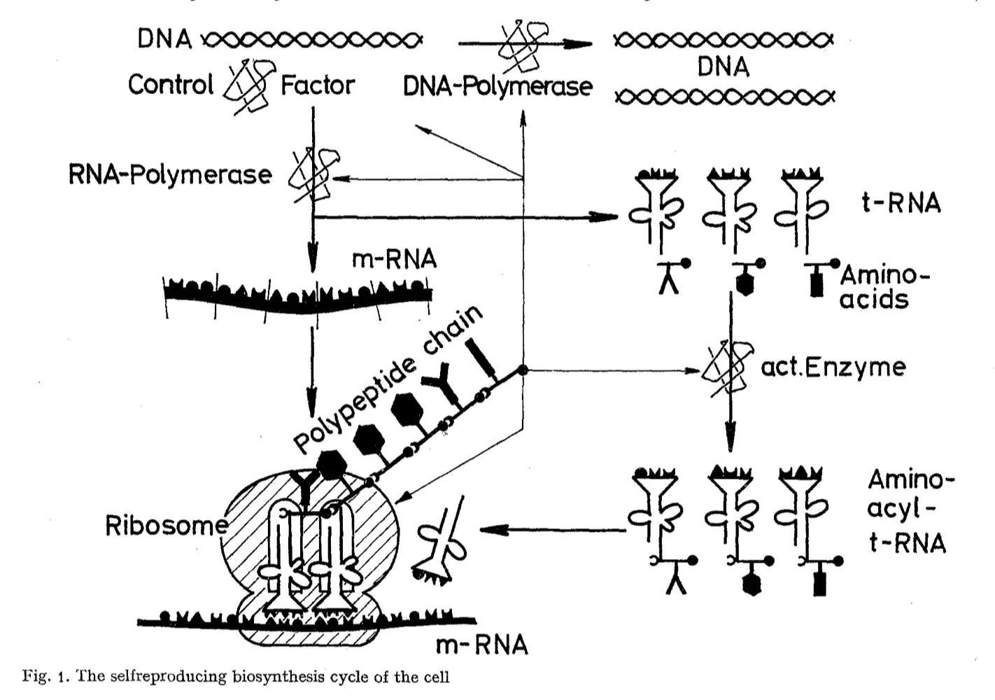 Primary-source scan of Figure 1 from Eigen's 1971 paper, showing the self-reproducing biosynthesis cycle of the cell with the printed figure caption visible.
