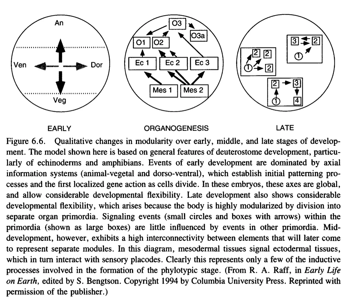 Primary-source scan of Figure 6.6 from Raff's The Shape of Life showing qualitative changes in modularity over early, middle, and late stages of development.